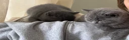 British Shorthair cats for sale: British Shorthair Kittens Berkshire - Advert 7
