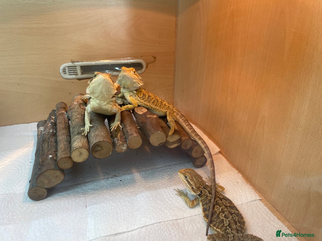 Bearded Dragon reptiles for sale: Baby Hypo Bearded Dragons - Image 2