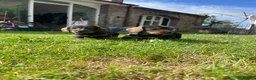 Dachshund dogs for sale: 3 beautiful boy wired haired sausages  - Advert 9