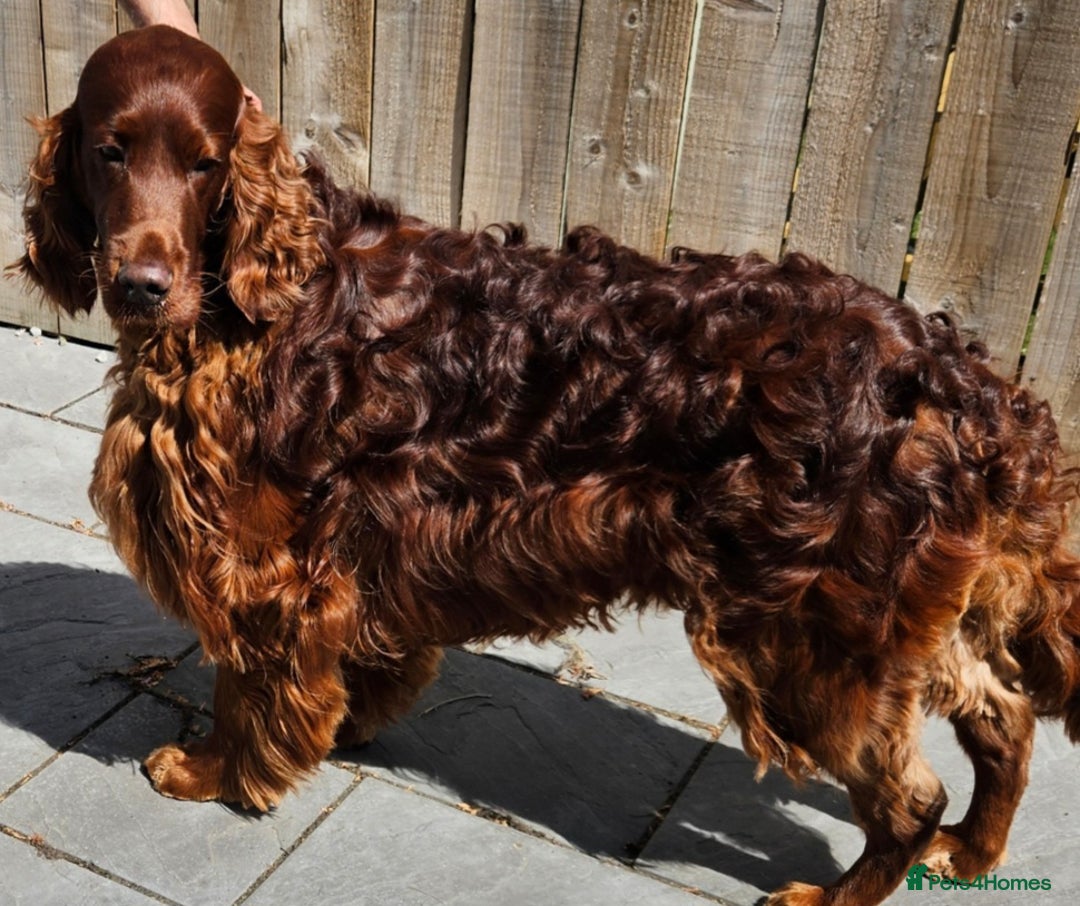 Irish Setter dogs for stud: KC CH line Irish Setter Stud - Image 3