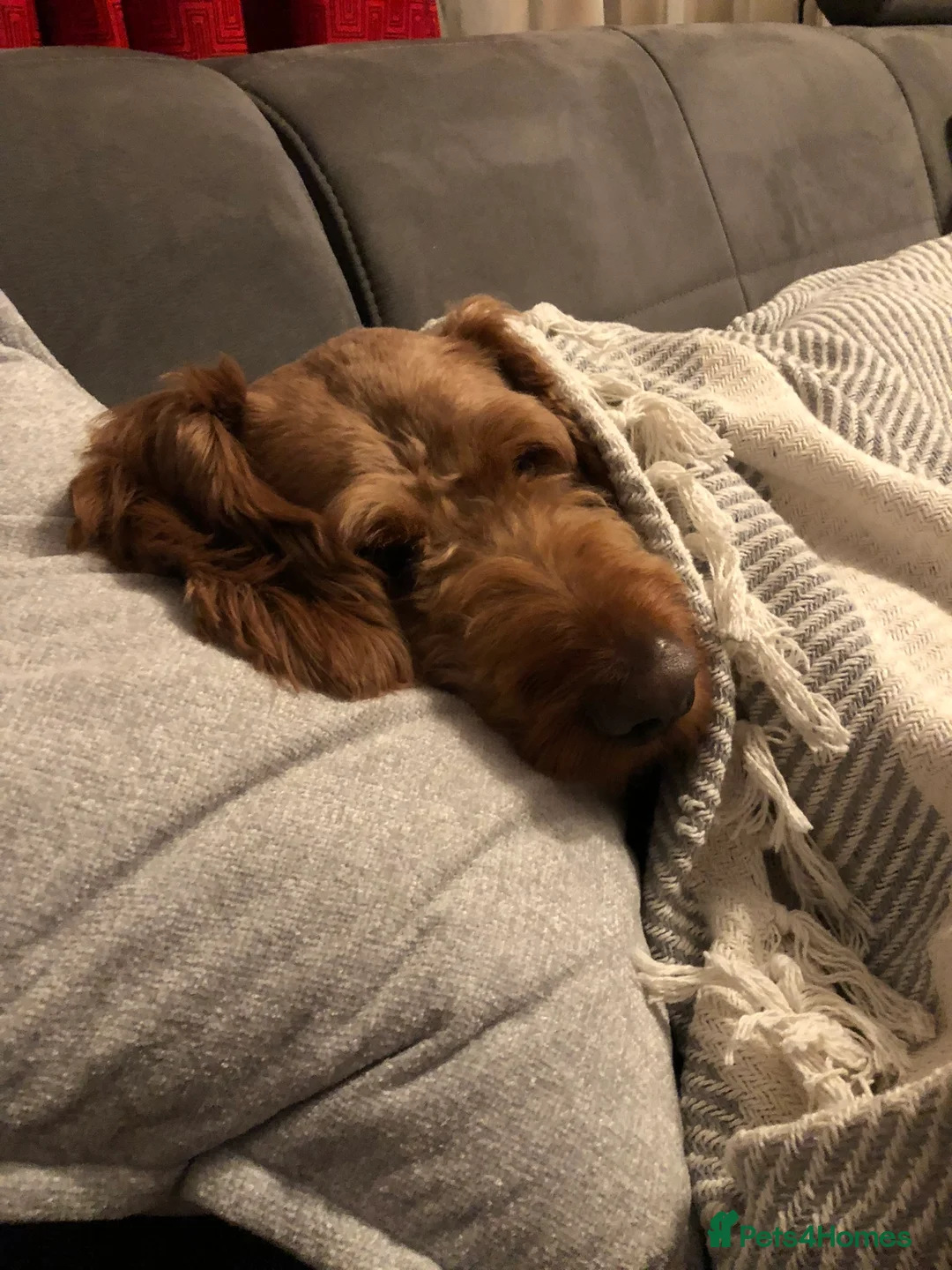 Goldendoodle dogs for stud: Gorgeous F1 Goldendoodle for Stud in Derby - Advert 15