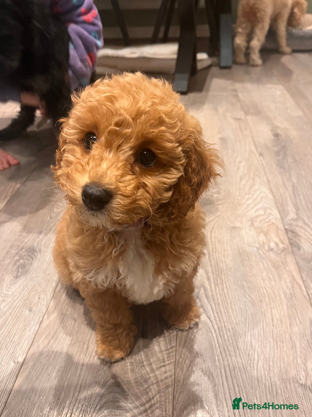 Cavapoo dogs for sale: Gorgeous Golden Cavapoo  - Advert 5