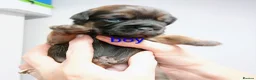 Border Terrier dogs for sale: Border Terrier Puppies Slem Clear - Advert 9