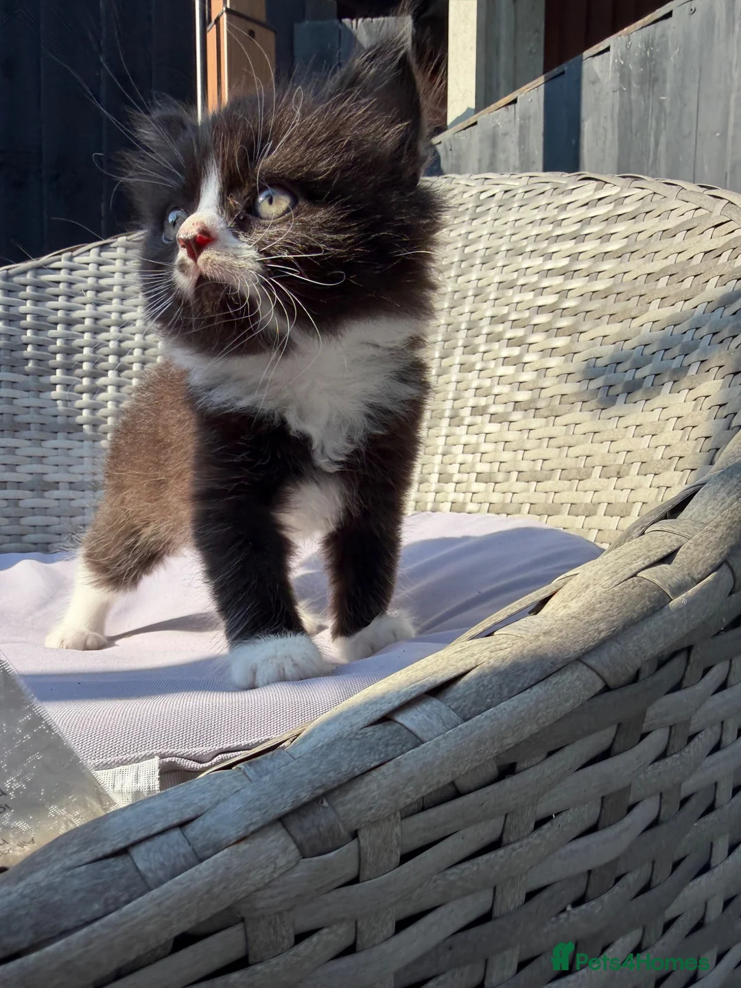 Mixed Breed cats for sale: BSH mixed breed kittens - Advert 1