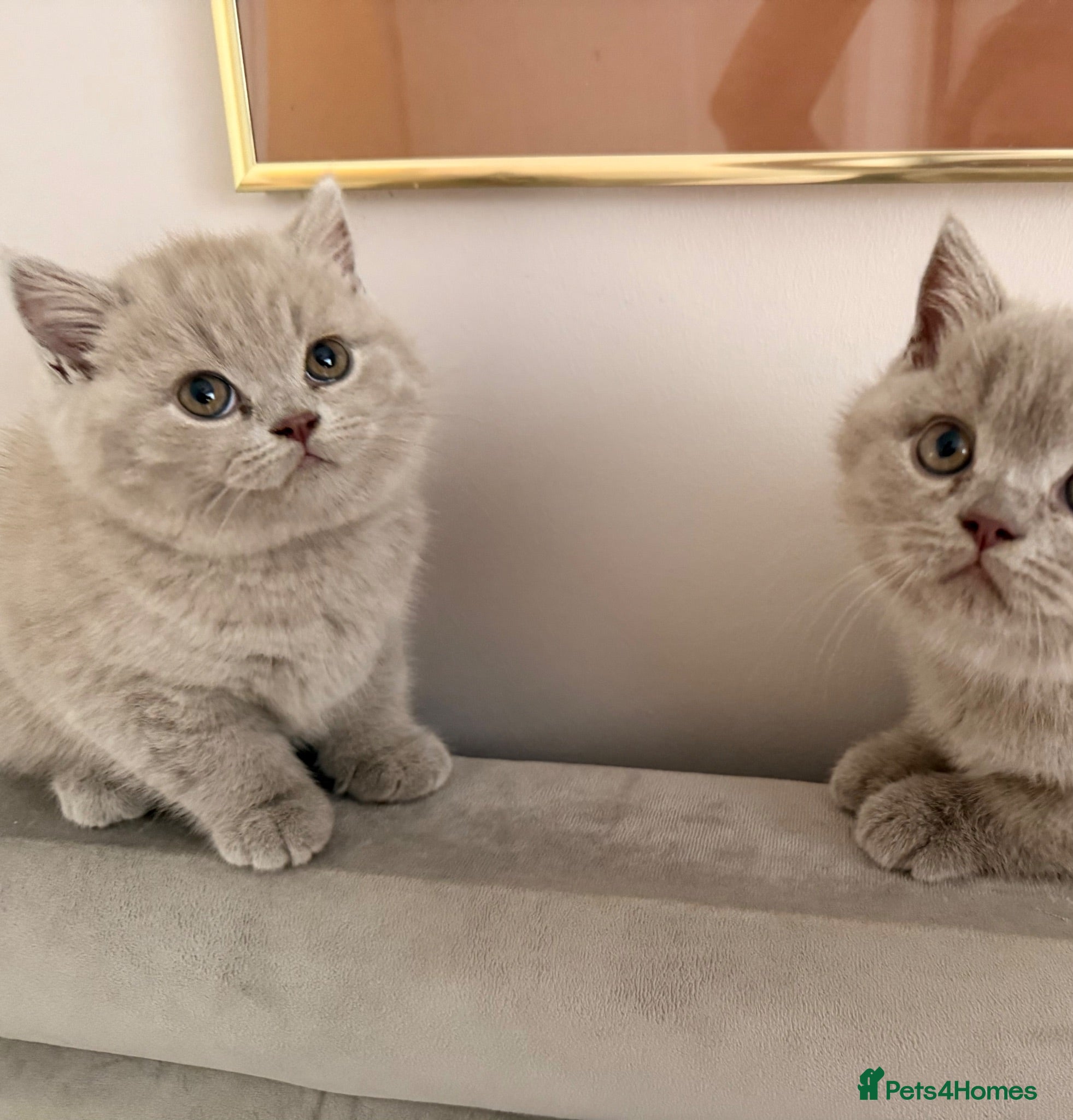 British Shorthair cats GCCF British shorthair kittens - Advert 5