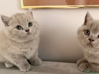 British Shorthair cats GCCF Pedigree Lilac British Shorthair Kitten - Advert 2