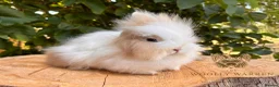 Lionhead rabbits for sale: Fully Vaccinated Lionheads Ready Now  - Advert 11