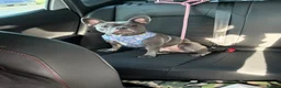French Bulldog dogs for stud: Stud and bitch for sale  - Advert 14