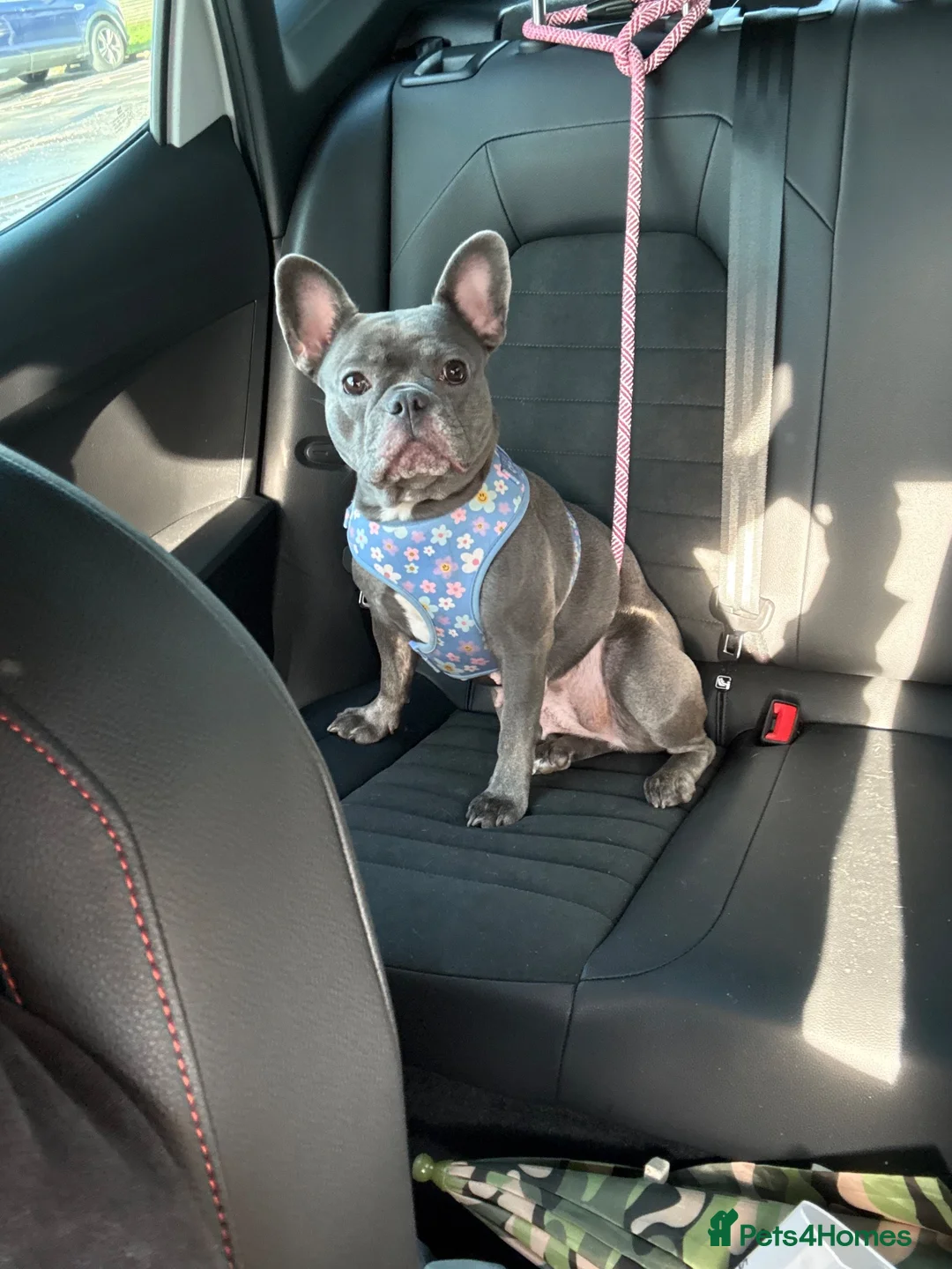 French Bulldog dogs for stud: Stud and bitch for sale  - Advert 14