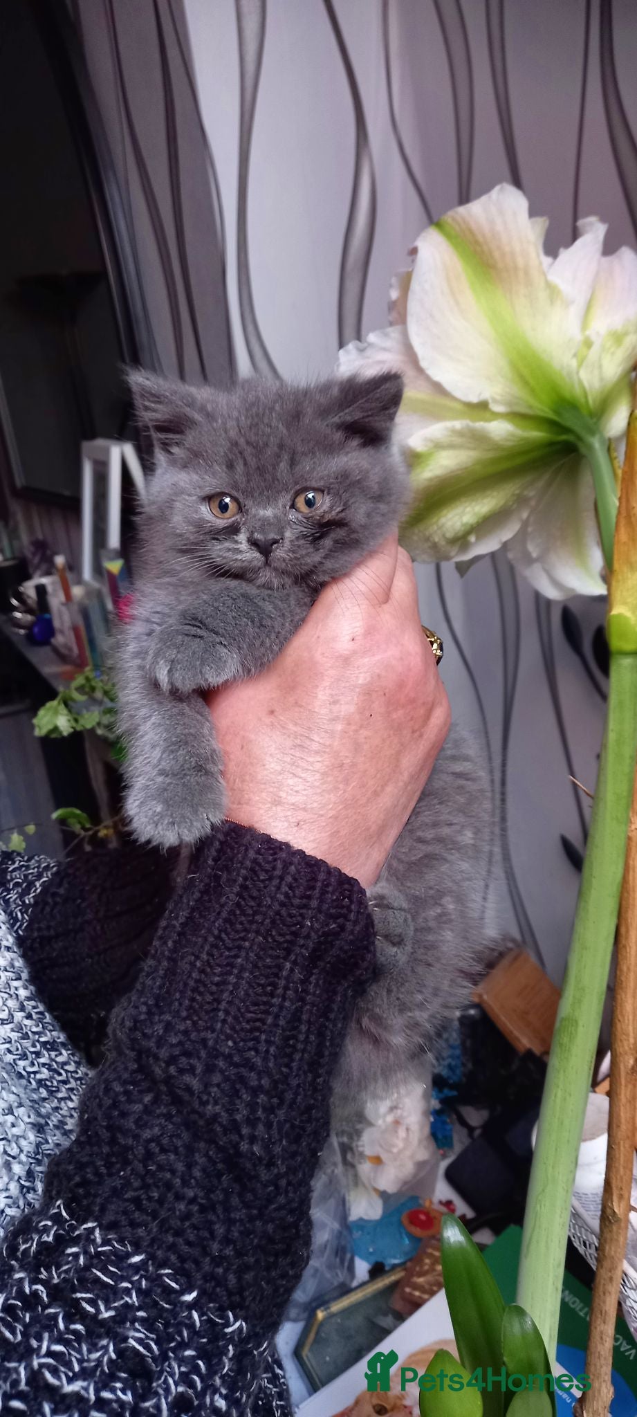 British Shorthair cats British Shorthair - Advert 1