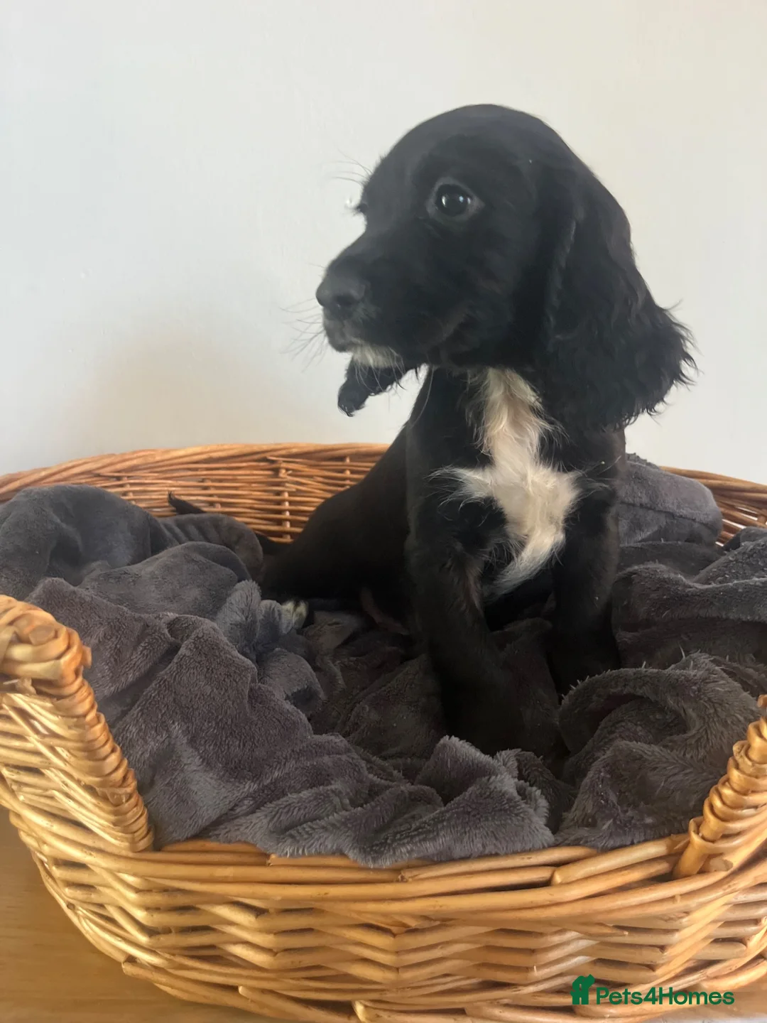 Sprocker dogs for sale: 7 Sprocker Puppies  - Advert 2