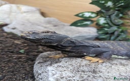 Lizard reptiles for sale: Banded Uromastyx (dispar flavifasciata) for sale  - Image 5