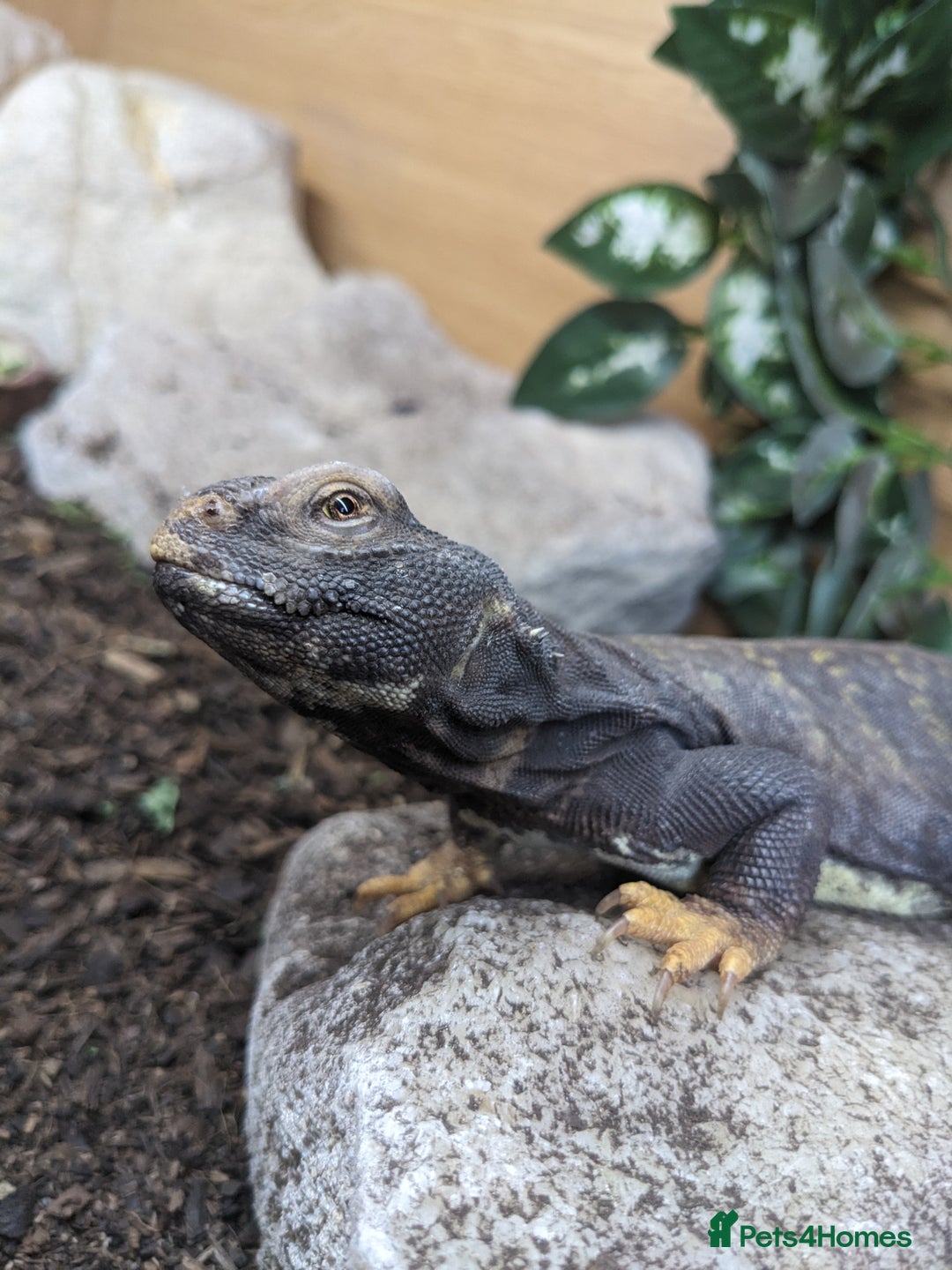 Lizard reptiles for sale: Banded Uromastyx (dispar flavifasciata) for sale  - Image 5