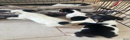 Jack Russell dogs for sale: Stunning litter of jackrussels  - Advert 15