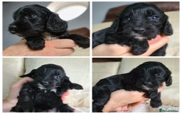 Cockapoo dogs for sale: F1 Cockapoo Puppies. Thick Coats. DNA tested - Image 5