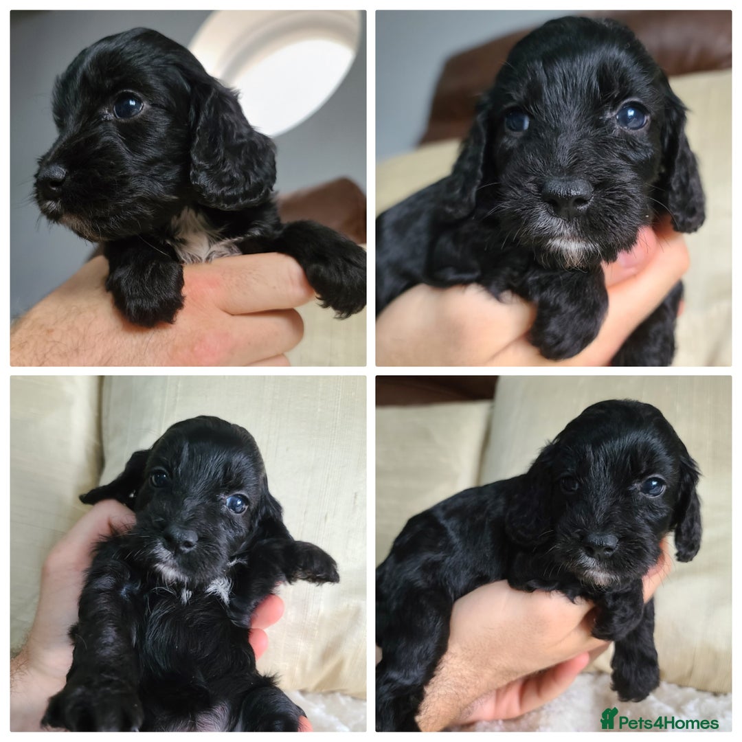 Cockapoo dogs for sale: F1 Cockapoo Puppies. Thick Coats. DNA tested - Image 5