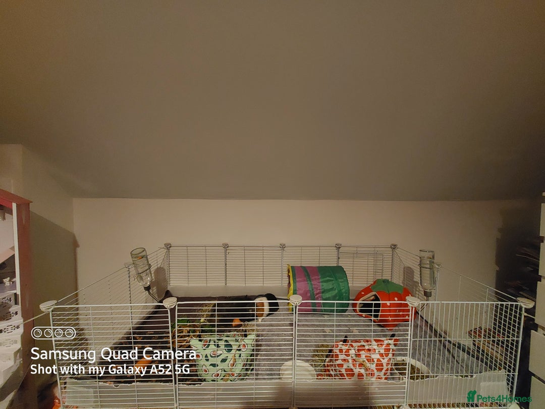 Guinea Pig rodents for sale: Selling two 4 month old male guinea pigs - Image 4