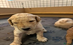Goldendoodle dogs for sale: Beautiful F1B Goldendoodle Puppies – Ready Soon - Image 23