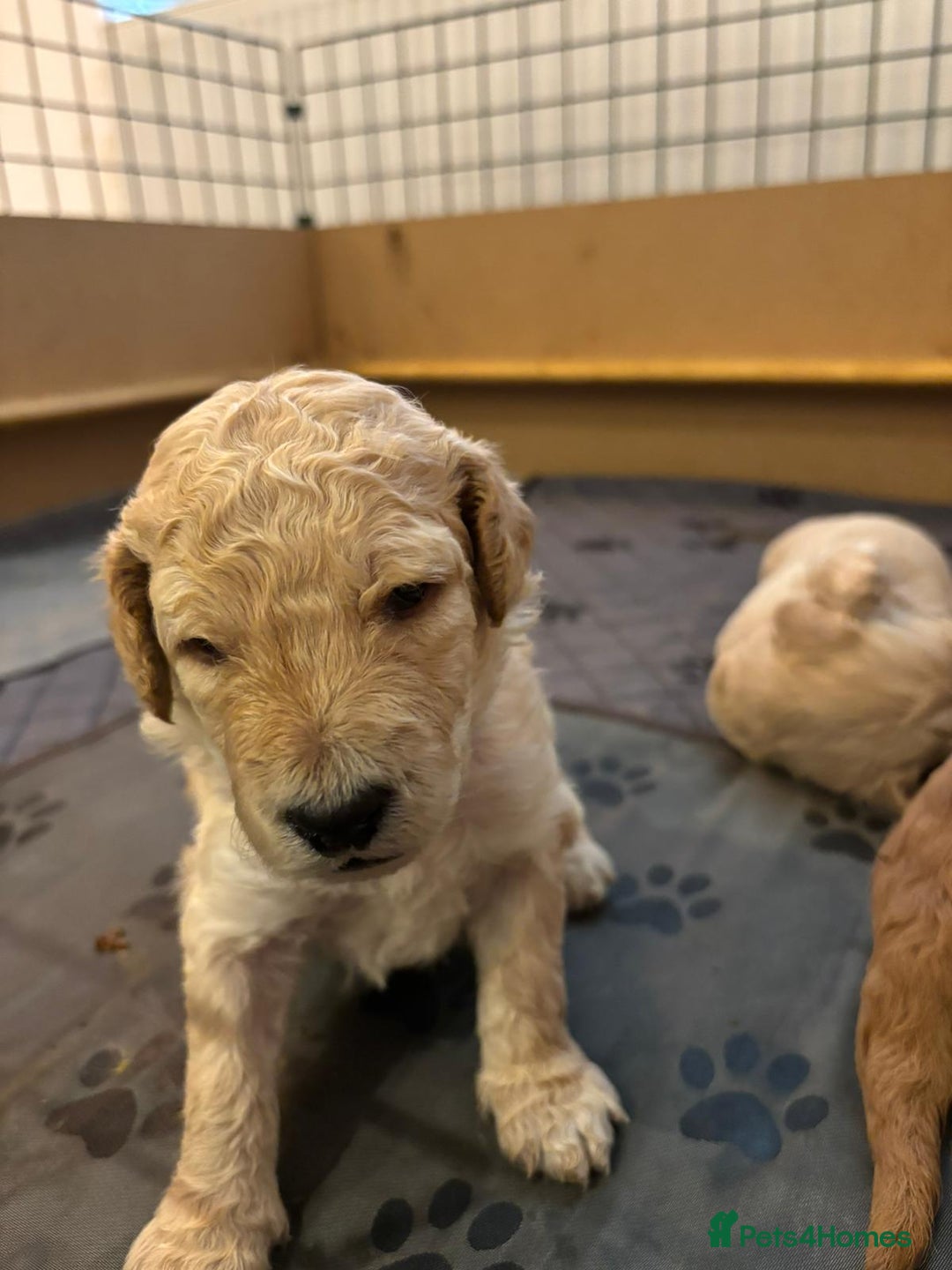 Goldendoodle dogs for sale: Beautiful F1B Goldendoodle Puppies – Ready Soon - Image 23