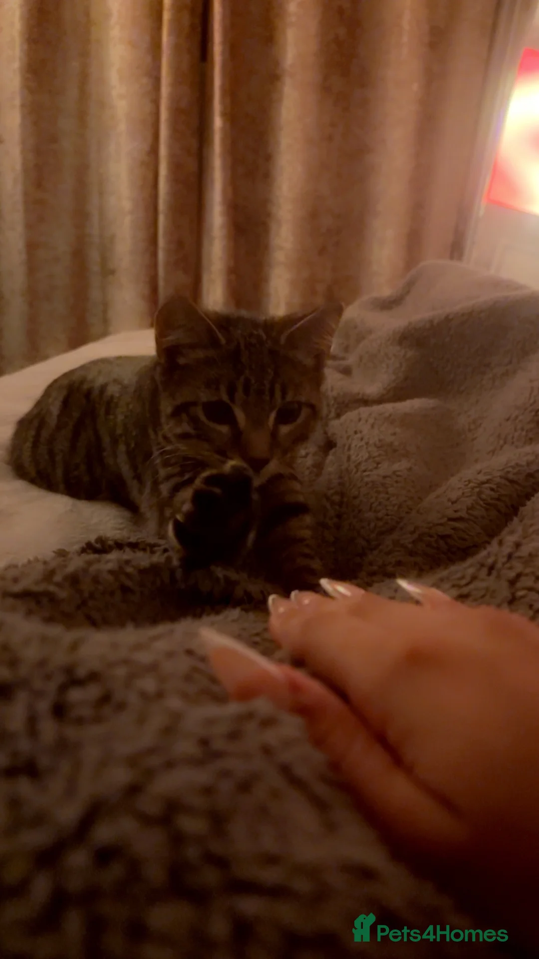Mixed Breed cats for sale: Kittens in need of a new home - Advert 2