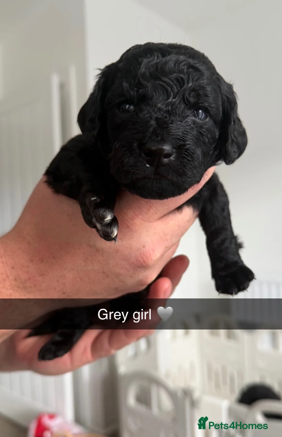 Cockapoo dogs for sale: Cockapoo pups  - Advert 12