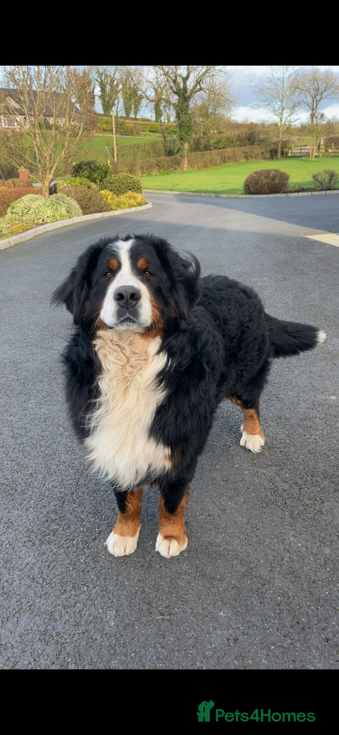 Bernese Mountain Dog dogs Teddy For Stud  in Armagh - Advert 5