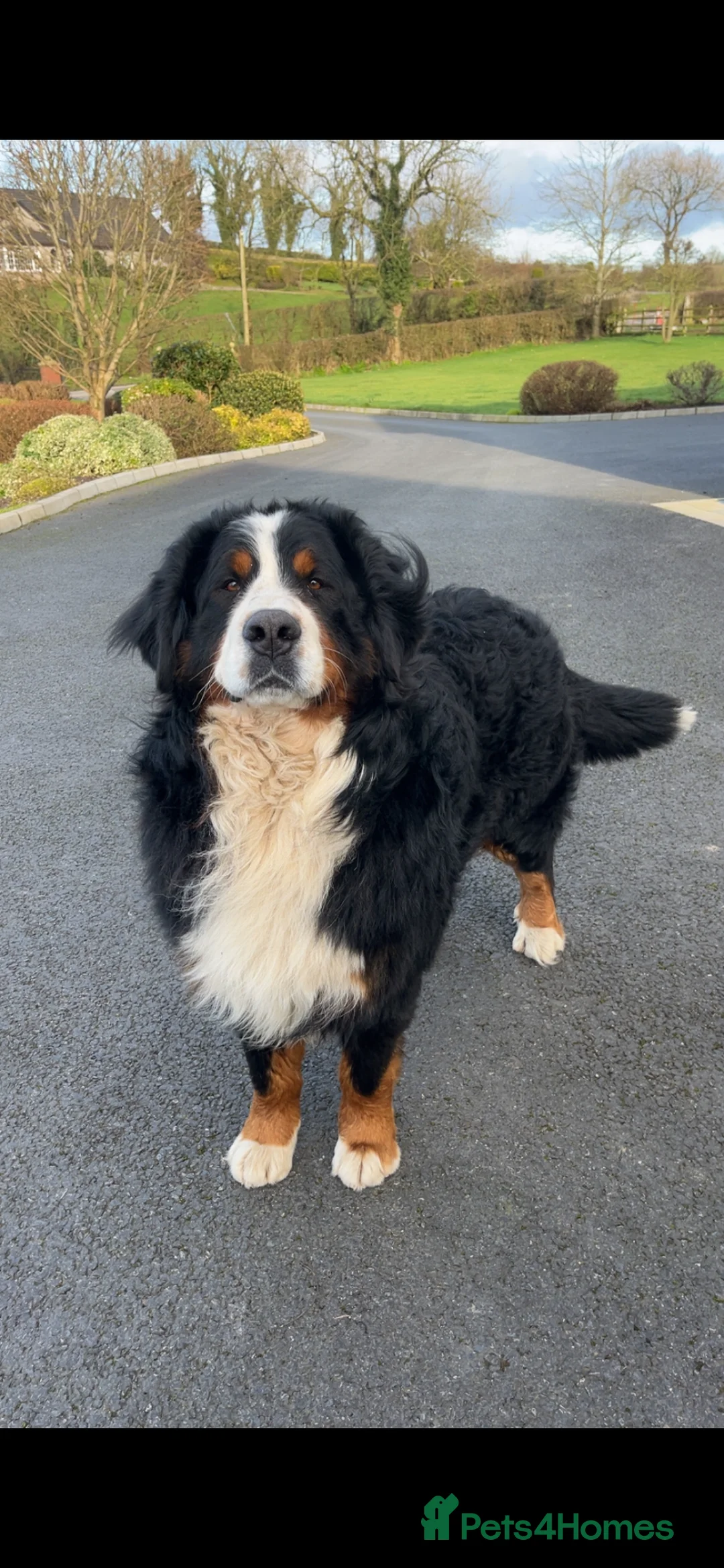 Bernese Mountain Dog dogs for stud: Teddy For Stud  in Armagh - Advert 1