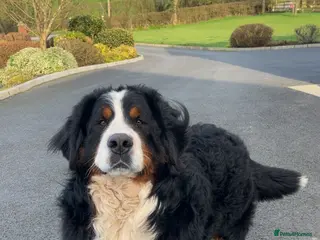 Bernese Mountain Dog dogs Teddy For Stud in Armagh - Advert 5