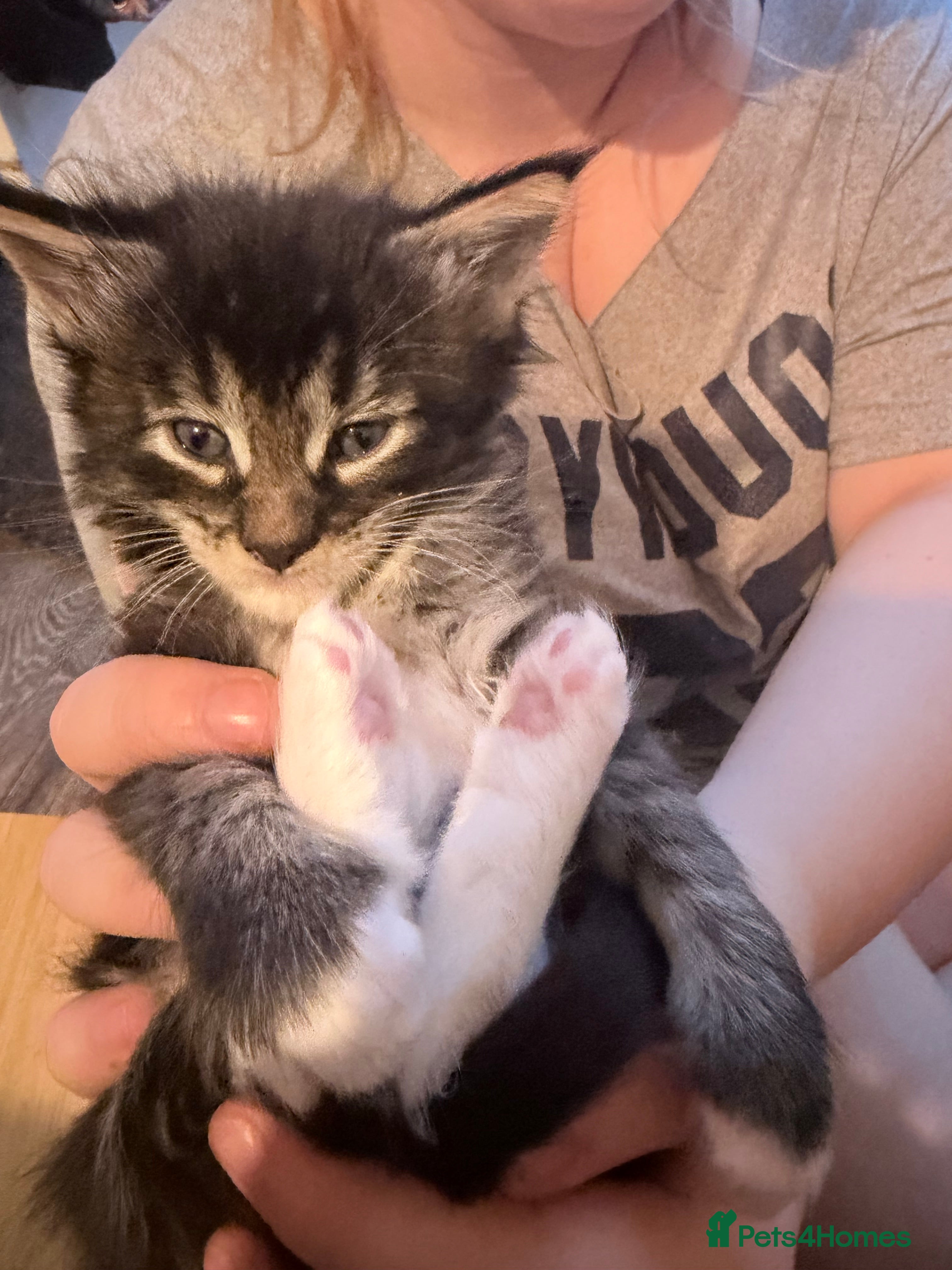 Maine Coon cats TICA reg adorable Maine Coon baby kittens  - Advert 1