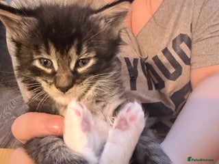 Maine Coon cats TICA reg adorable Maine Coon baby kittens - Advert 1