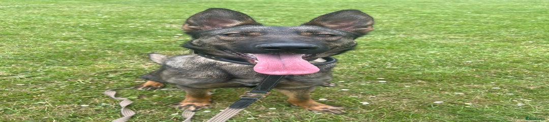 Mixed Breed Puppy 1