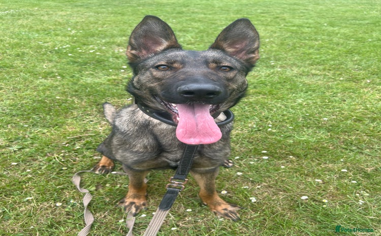 Mixed Breed dogs - Advert 3