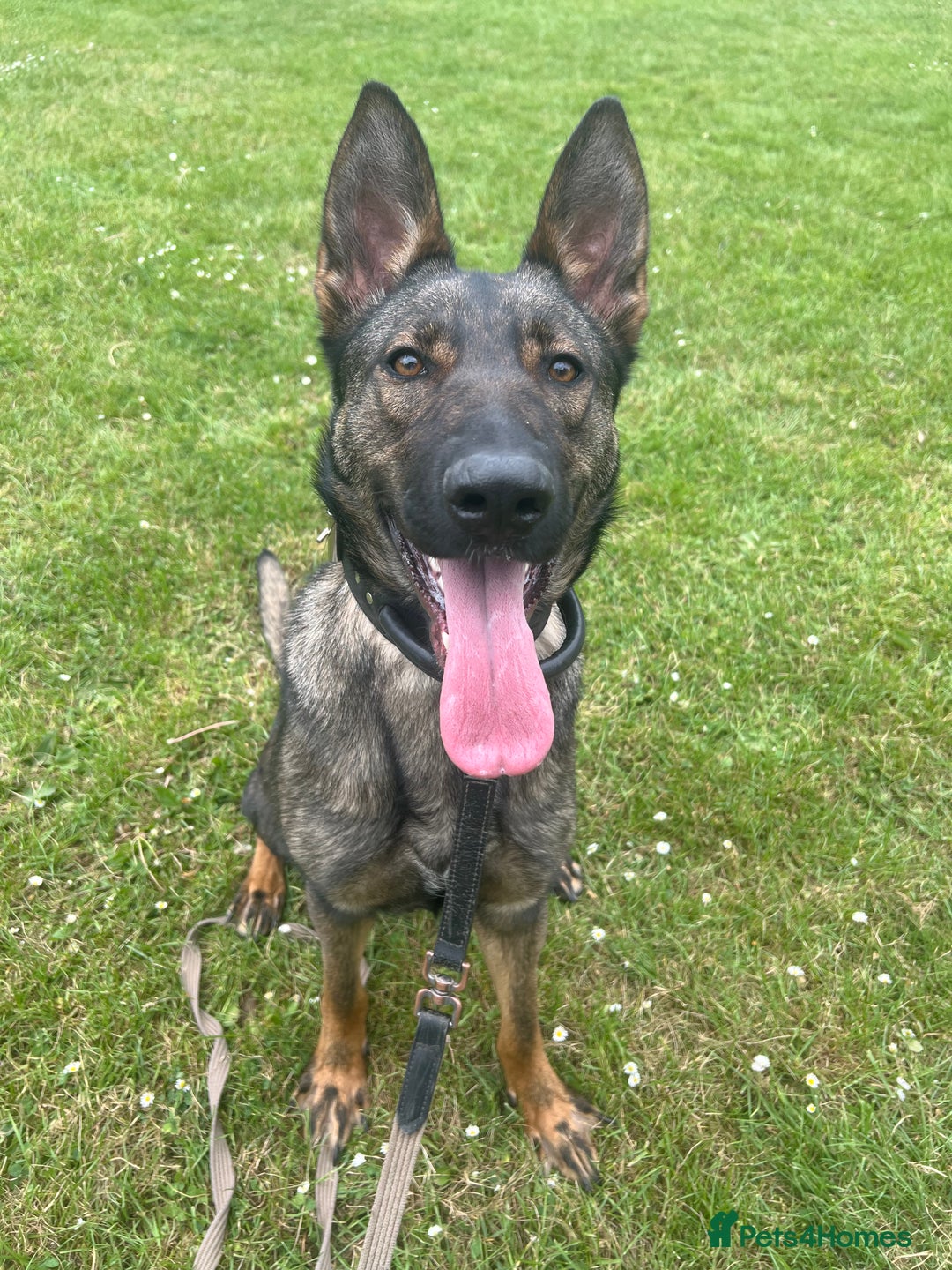 Mixed Breed dogs for sale: Dutch herder x German shepherd  - Image 1