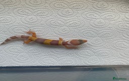 Leopard Gecko reptiles for sale: Leopard gecko babies cb25 - Image 4
