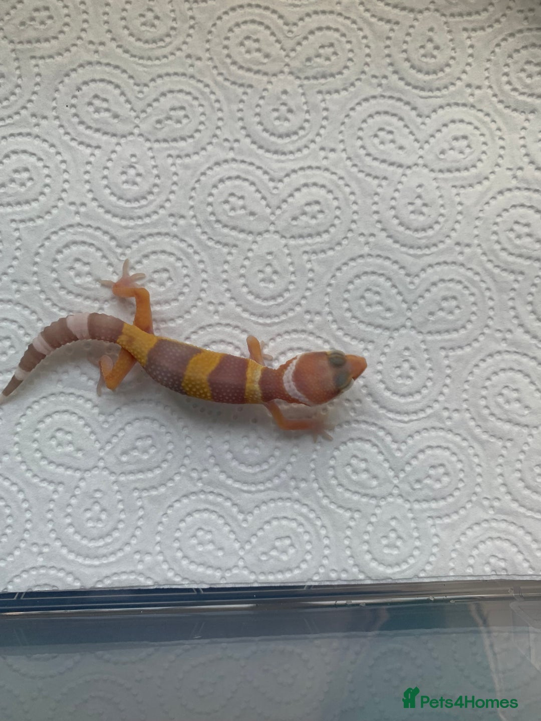 Leopard Gecko reptiles for sale: Leopard gecko babies cb25 - Image 4