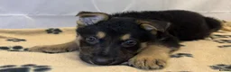 German Shepherd dogs for sale: KC Registered & Health Tested Working Line Puppies - Advert 28