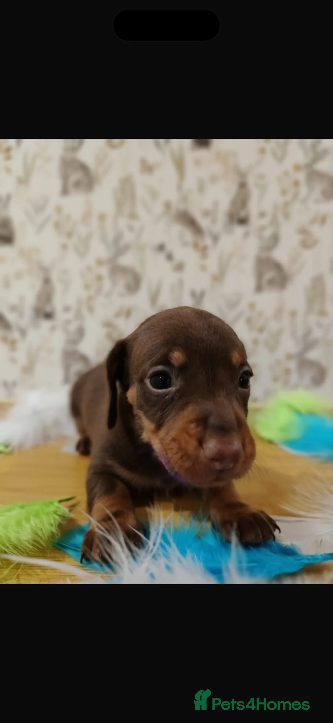 Miniature Dachshund dogs for sale: Beautiful miniature daschund  - Advert 2