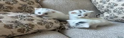 Mixed Breed cats for sale: 3 gorgeous Kittens for sale  - Advert 4