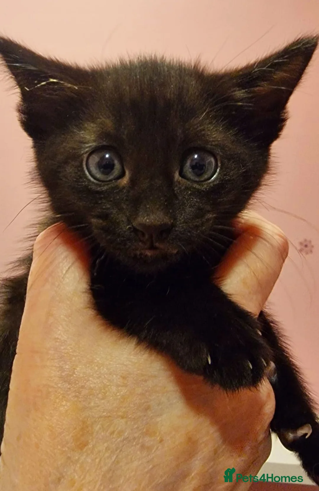 Siamese cats for sale: Siamese Cross Kittens READY NOW - Advert 2