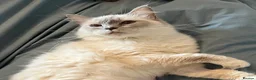 Ragdoll cats for sale: Gentle Lilac Point Female Ragdoll - Advert 13
