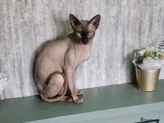 Sphynx cats Sphynx cat - Advert 11