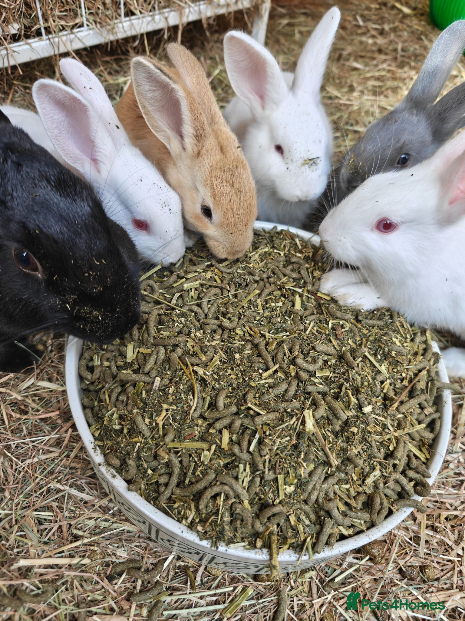 New Zealand rabbits 🐰 Baby Rabbits Ready for Their Forever Homes 🐰 - Advert 1
