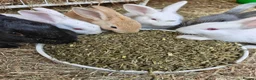 New Zealand rabbits for sale: 🐰 Baby Rabbits Ready for Their Forever Homes 🐰 - Advert 1