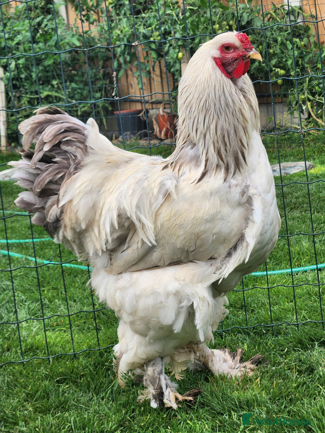 Chickens poultry for sale: Hatching eggs - Image 10