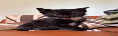 Domestic Shorthair Kitten 3