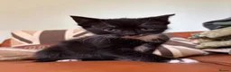 Domestic Shorthair cats for sale: 5 black and white kittens ready to take home  - Advert 12