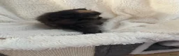 Persian cats for sale: Stunning Persian kittens  - Advert 8