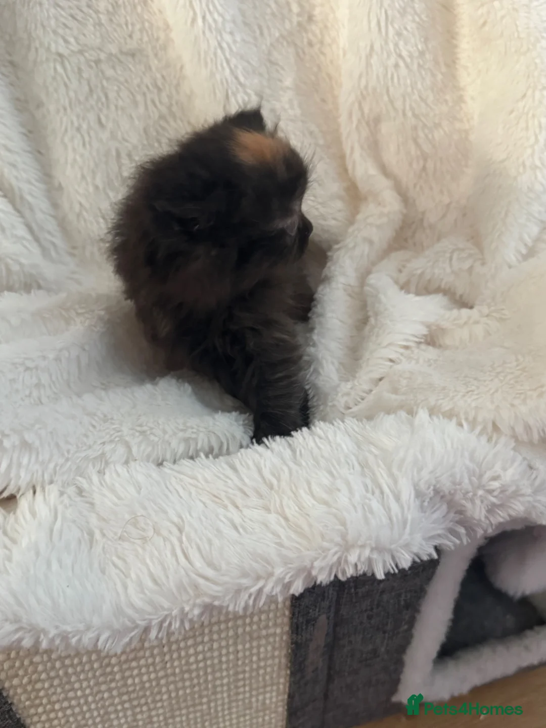 Persian cats for sale: Stunning Persian kittens  - Advert 8