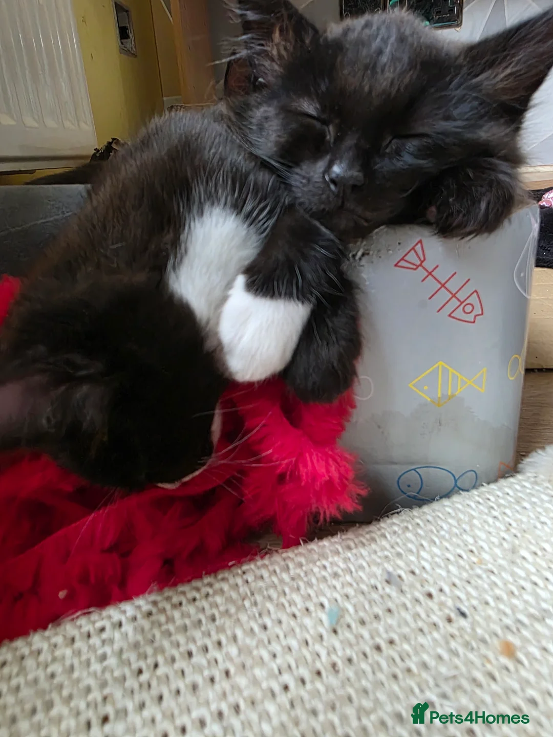 Mixed Breed cats for sale: Kittens for sale! - Advert 14