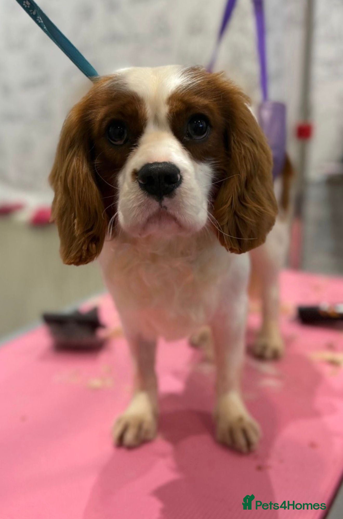 Cavapoo dogs for sale: Stunning Red Cavapoo Puppies - Advert 15